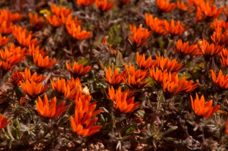 Namaqualand bloemenpracht