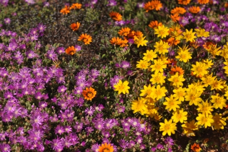 Namaqualand - wilde bloemen