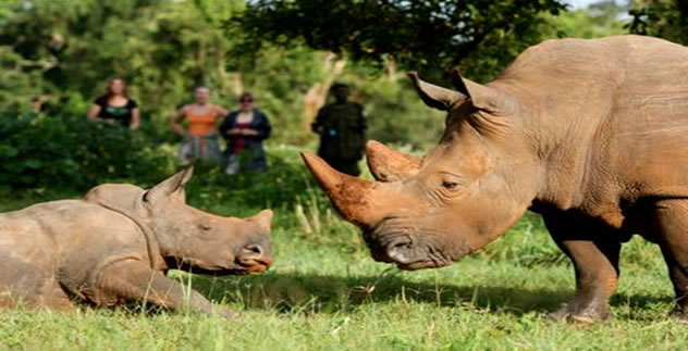44 - Ziwa Rhino sanctuary