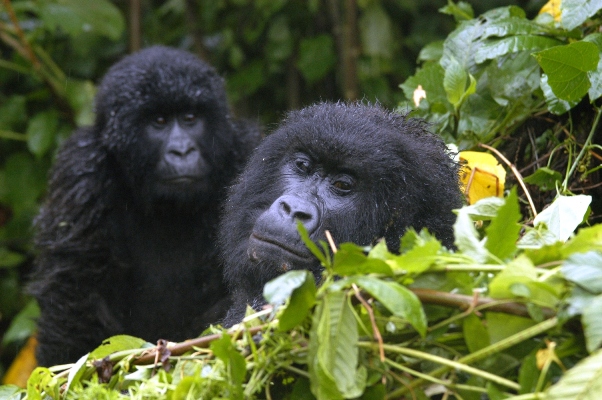 18 - Congo - berggorilla (2)