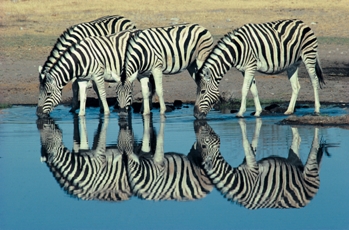 Zebra Krugerpark Zuid-Afrika Djoser