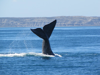 djoser rondreizen verenigde staten cape cod walvis