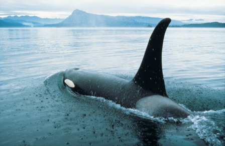 Orka Valdes Argentinië 