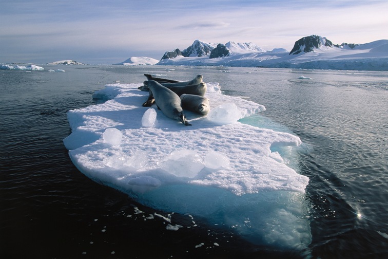 Rondreis Antarctica en de Zuid-Shetland eilanden, 18 dagen | Djoser