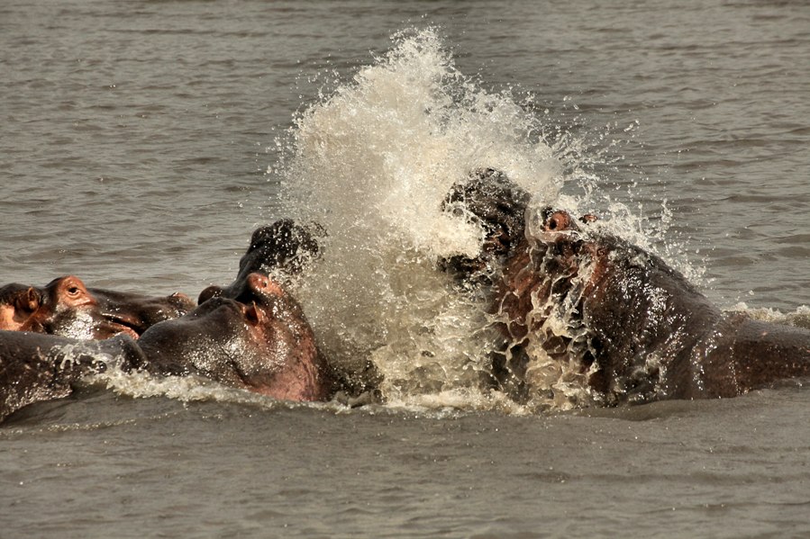 Kenia tanzania nijlpaarden