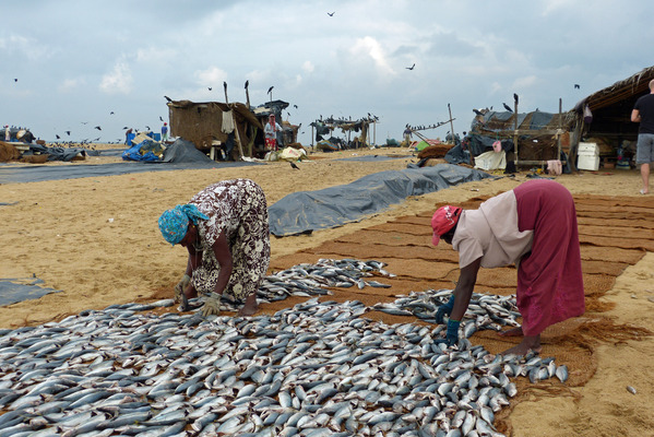 Vismarkt Negombo Sri Lanka Djoser 