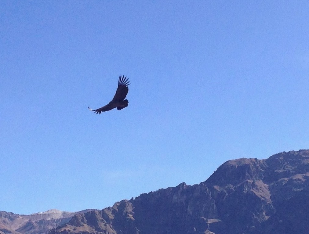 Condor Colca Canyon Peru Djoser