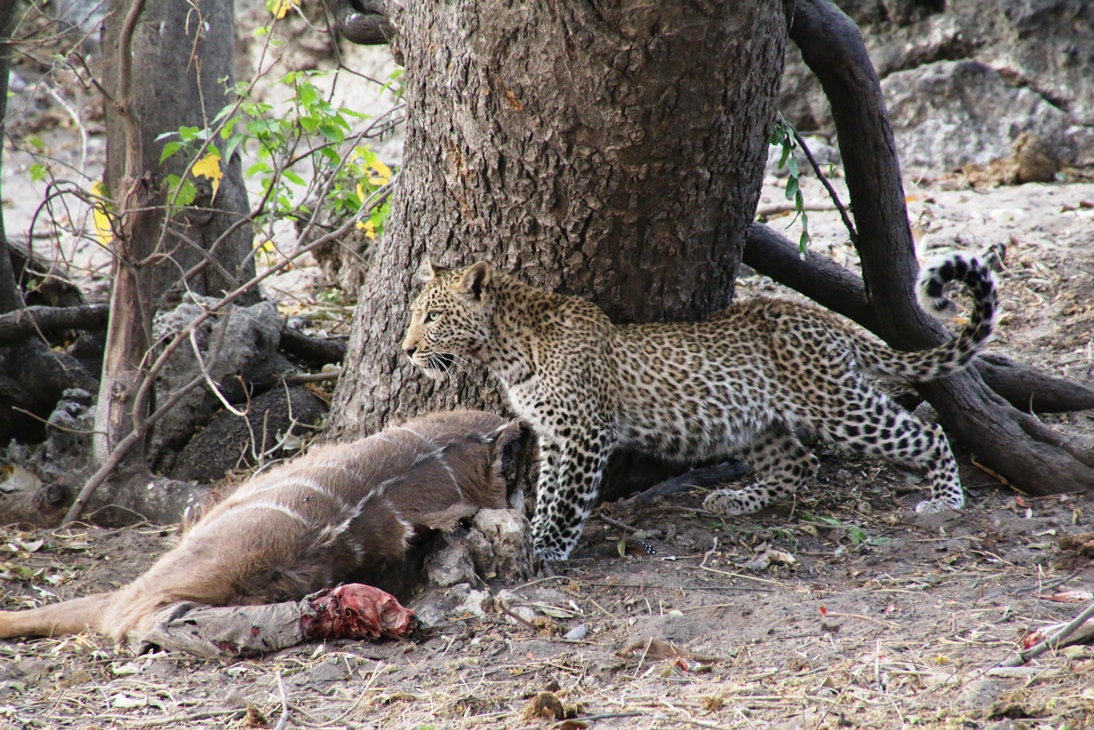 Cheeta Chobe nationaal park Botswana