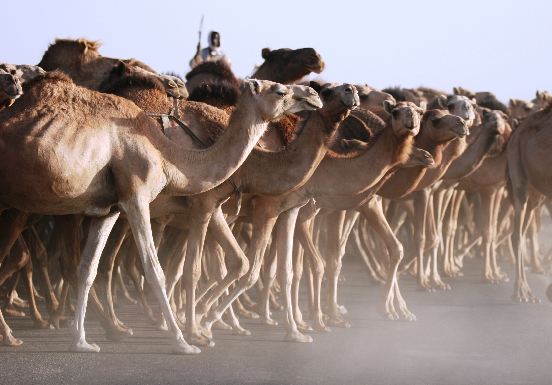 Soedan kamelen