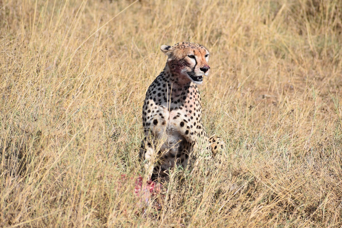 tanzania cheetah