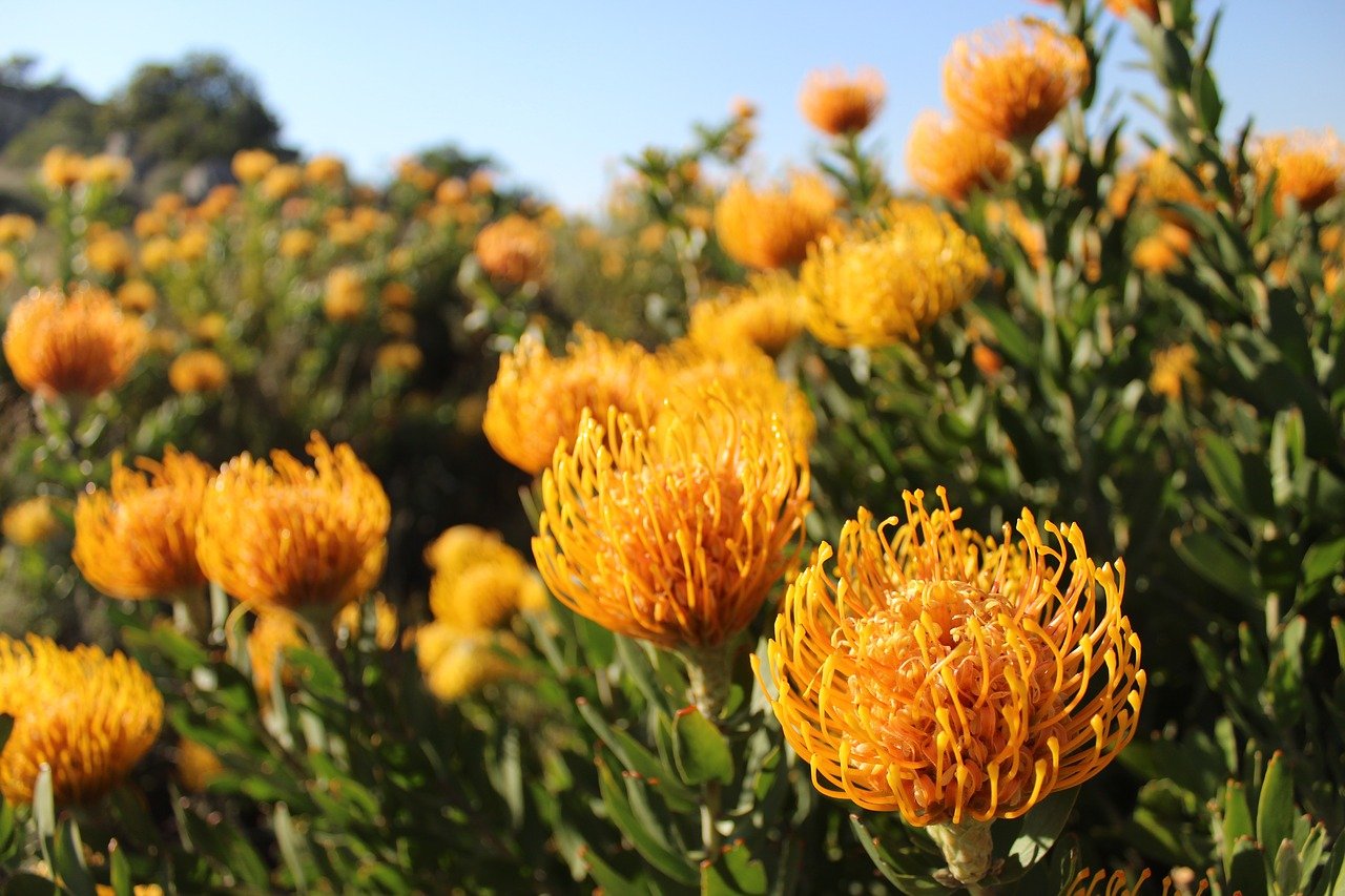 Fynbos bloemen Zuid-Afrika