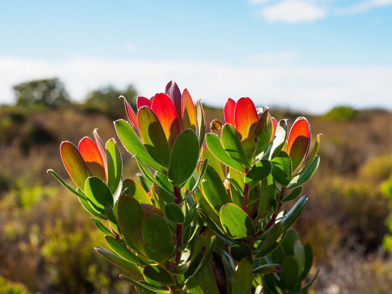 Fynbos plant Zuid-Afrika