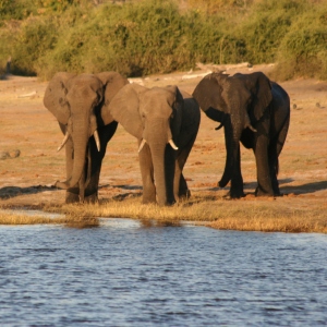 Rondreis NamibiÃ«, Botswana & Victoriawatervallen, 21 dagen kampeerreis of hotel/lodgereis – afbeelding 2