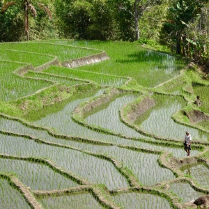 Rondreis Sumatra, Java & Bali, 21 dagen – afbeelding 2