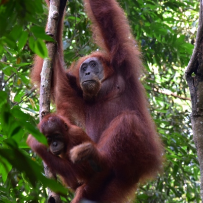 Rondreis Sumatra, Java, Bali & Lombok, 28 dagen