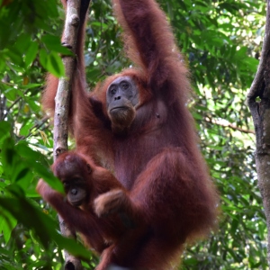 Rondreis Sumatra, Java, Bali & Lombok, 28 dagen – afbeelding 2