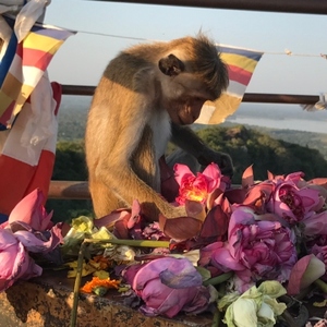 Rondreis Sri Lanka, 21 dagen – afbeelding 2