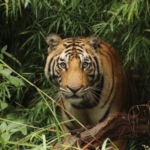 Safarireis India, 18 dagen – afbeelding 2