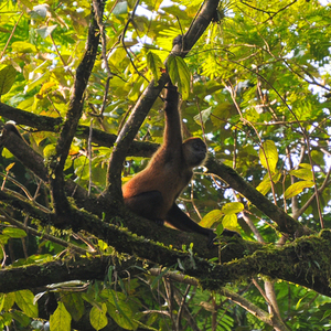 Rondreis Costa Rica, 16 dagen – afbeelding 2