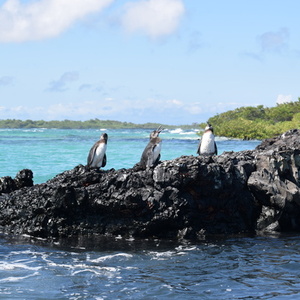 Rondreis Ecuador & Galapagos, 21 dagen – afbeelding 2