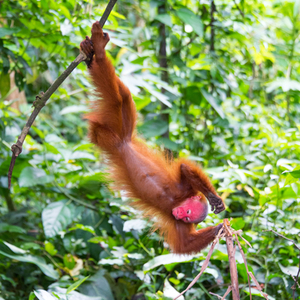 Rondreis Peru met Amazone, 24 dagen – afbeelding 2