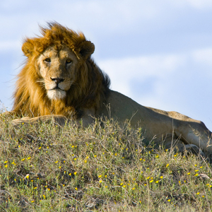 Rondreis Zuid-Afrika, Lesotho & Eswatini, 22 dagen hotel/chaletreis – afbeelding 2