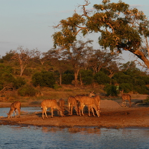 Rondreis Zuid-Afrika, Botswana & Zimbabwe, 21 dagen kampeer of hotel/lodge reis – afbeelding 2