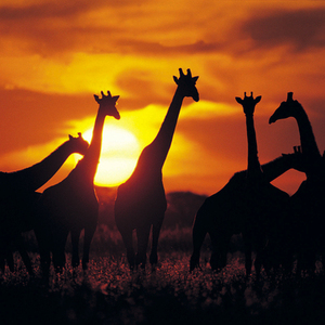 Rondreis Kenia, Tanzania & Zanzibar, 20 dagen hotel/lodgereis – afbeelding 2