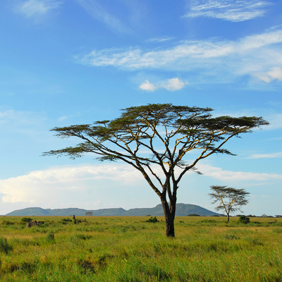 Rondreis Tanzania & Zanzibar, 15 dagen lodge/kampeerreis