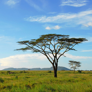 Rondreis Tanzania & Zanzibar, 15 dagen lodge/kampeerreis – afbeelding 2