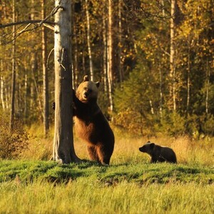Rondreis Finland, 6 dagen - Natuurreis – afbeelding 2
