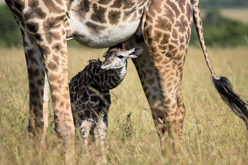 Giraffe met kind Zuid-Afrika
