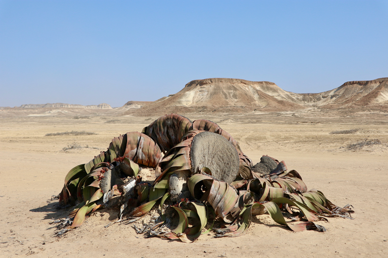 Welwitschia Mirabilis of 'het Vogelbekdier onder de Planten'