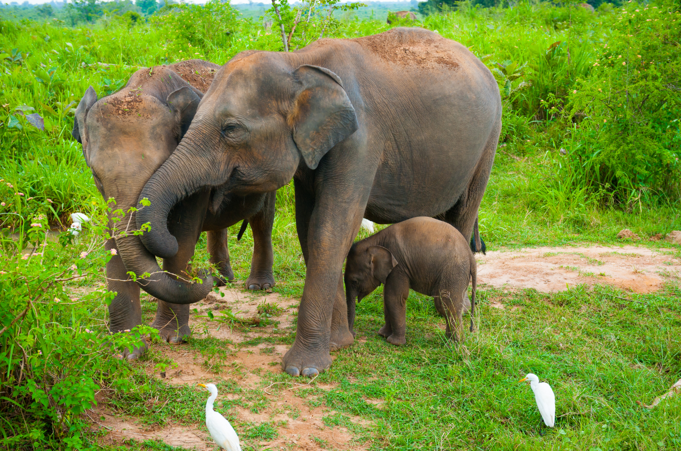 Olifanten gezin Udawalawe NP Sri Lanka Djoser