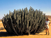 Planten Namibie